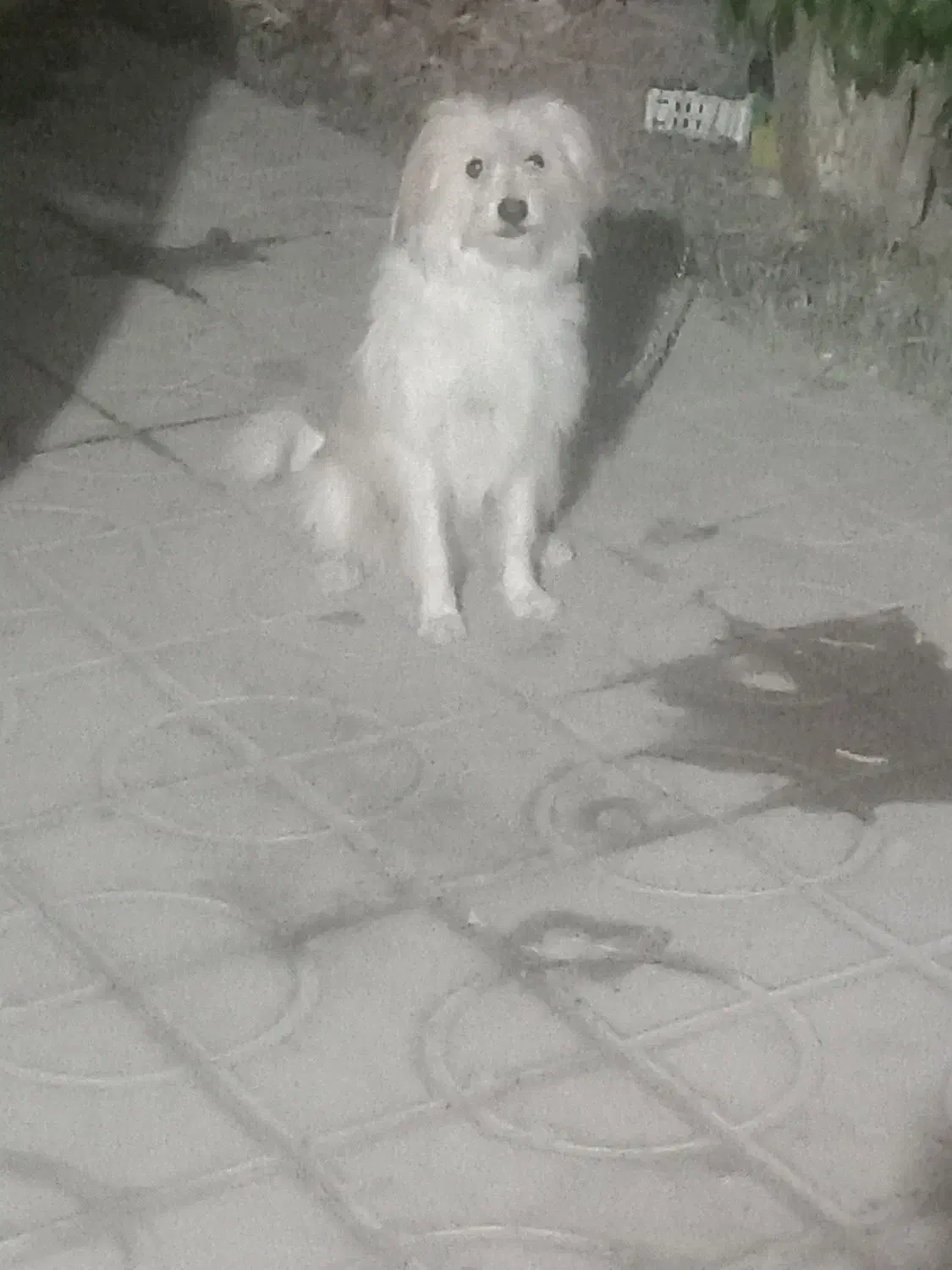 سگ شیتزو|سگ|داراب, |دیوار