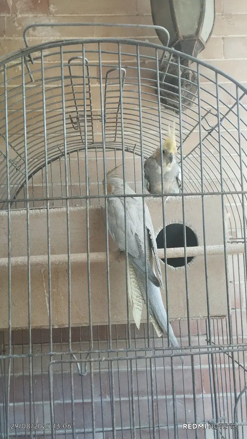 عروس هلندی مولد و غیر مولد|پرنده|فارسان, |دیوار