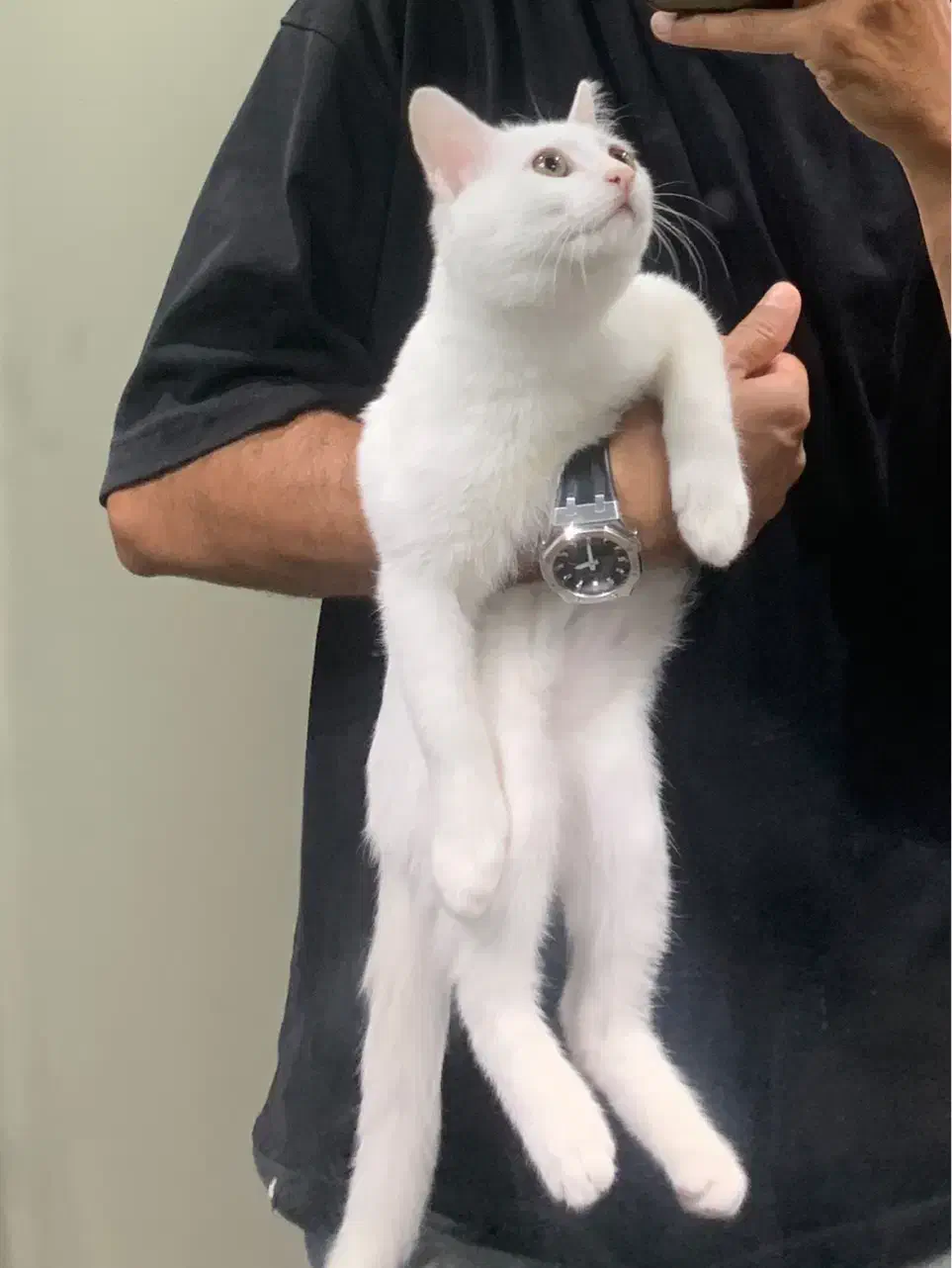 گربه ۷ ماهه ارام و متین|گربه|تهران, نازیآباد|دیوار