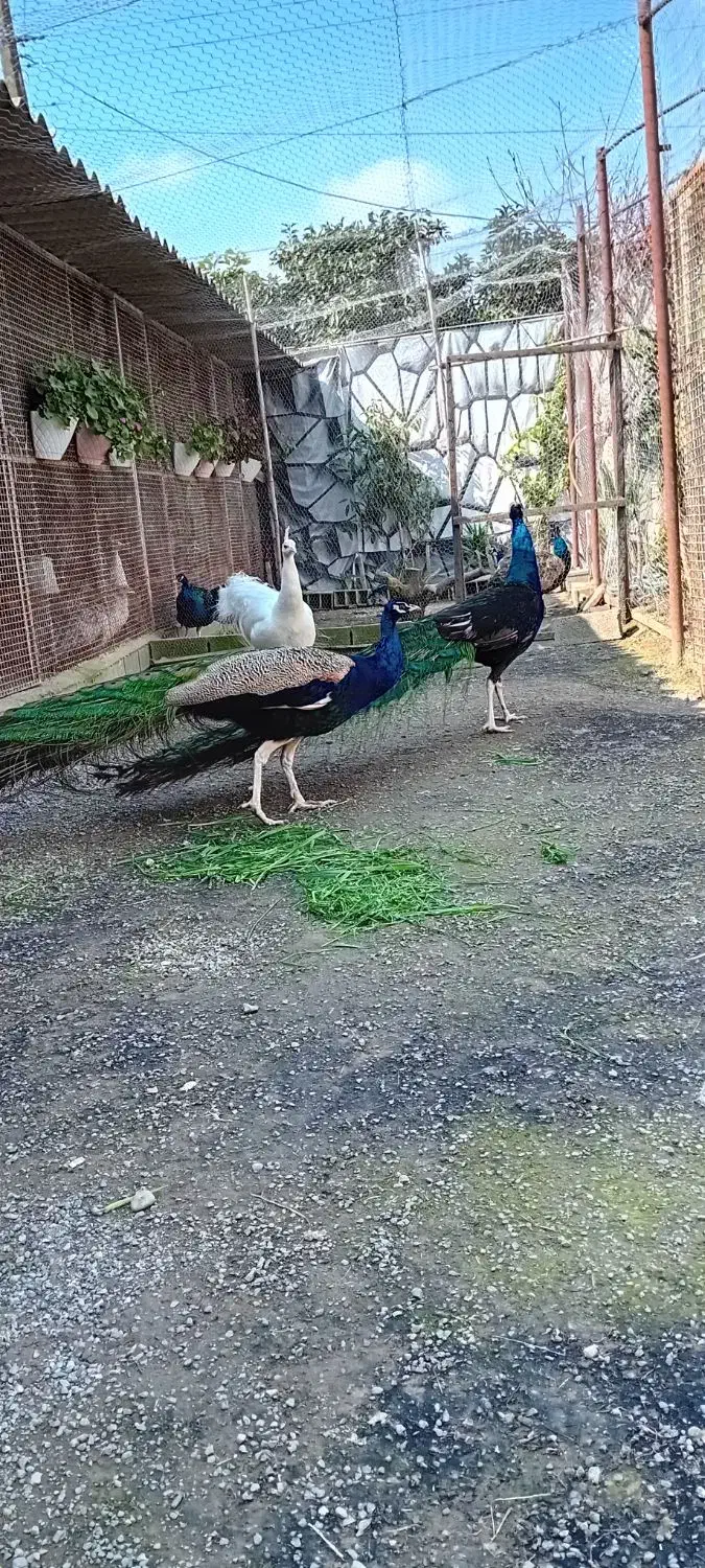 طاووس|پرنده|بابل, |دیوار