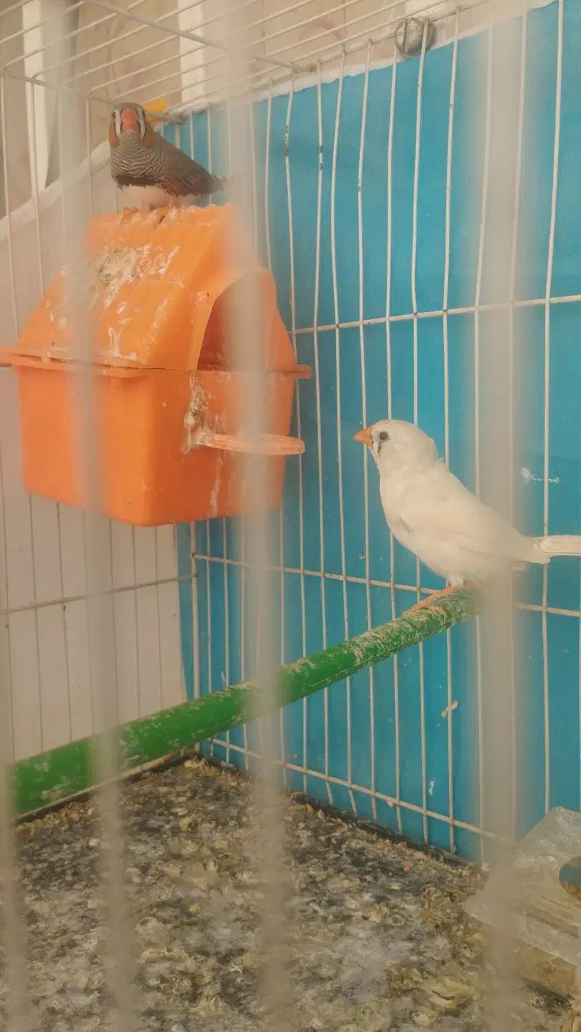 فنج|پرنده|مشهد, شهرک بهارستان|دیوار