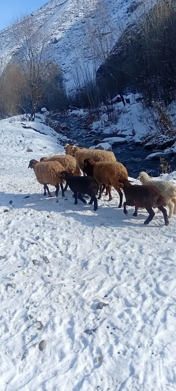 گوسفند بره دار جوان|حیوانات مزرعه|ورزقان, |دیوار