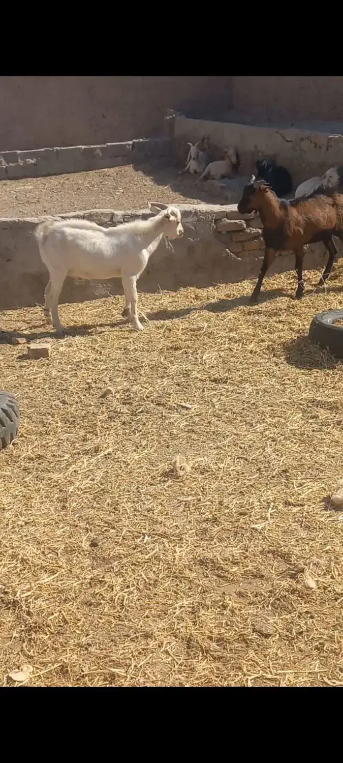 ۱۱عدد کهره نر|حیوانات مزرعه|یزد, |دیوار