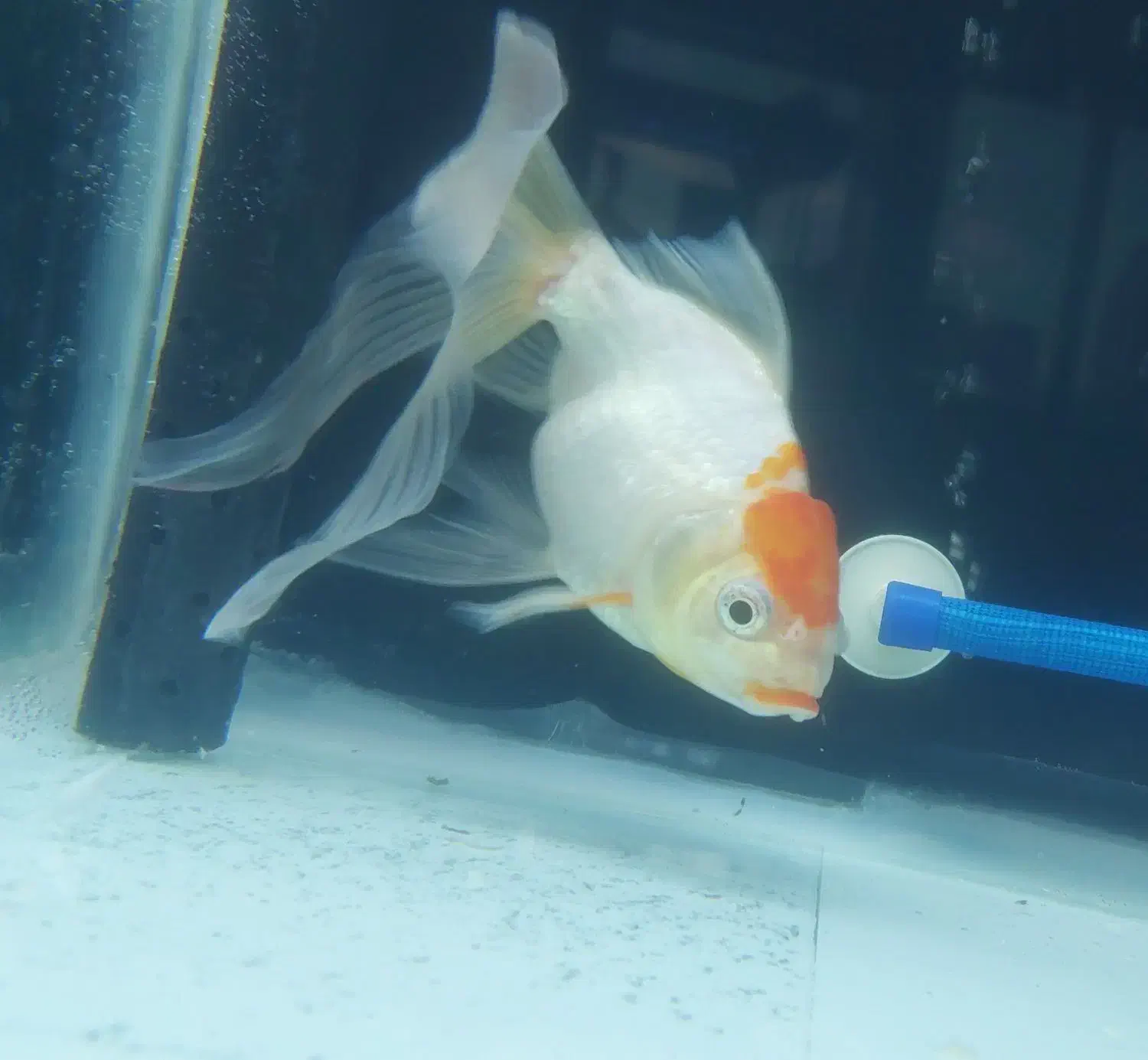 ماهی رد کاپ|ماهی|مرند, |دیوار