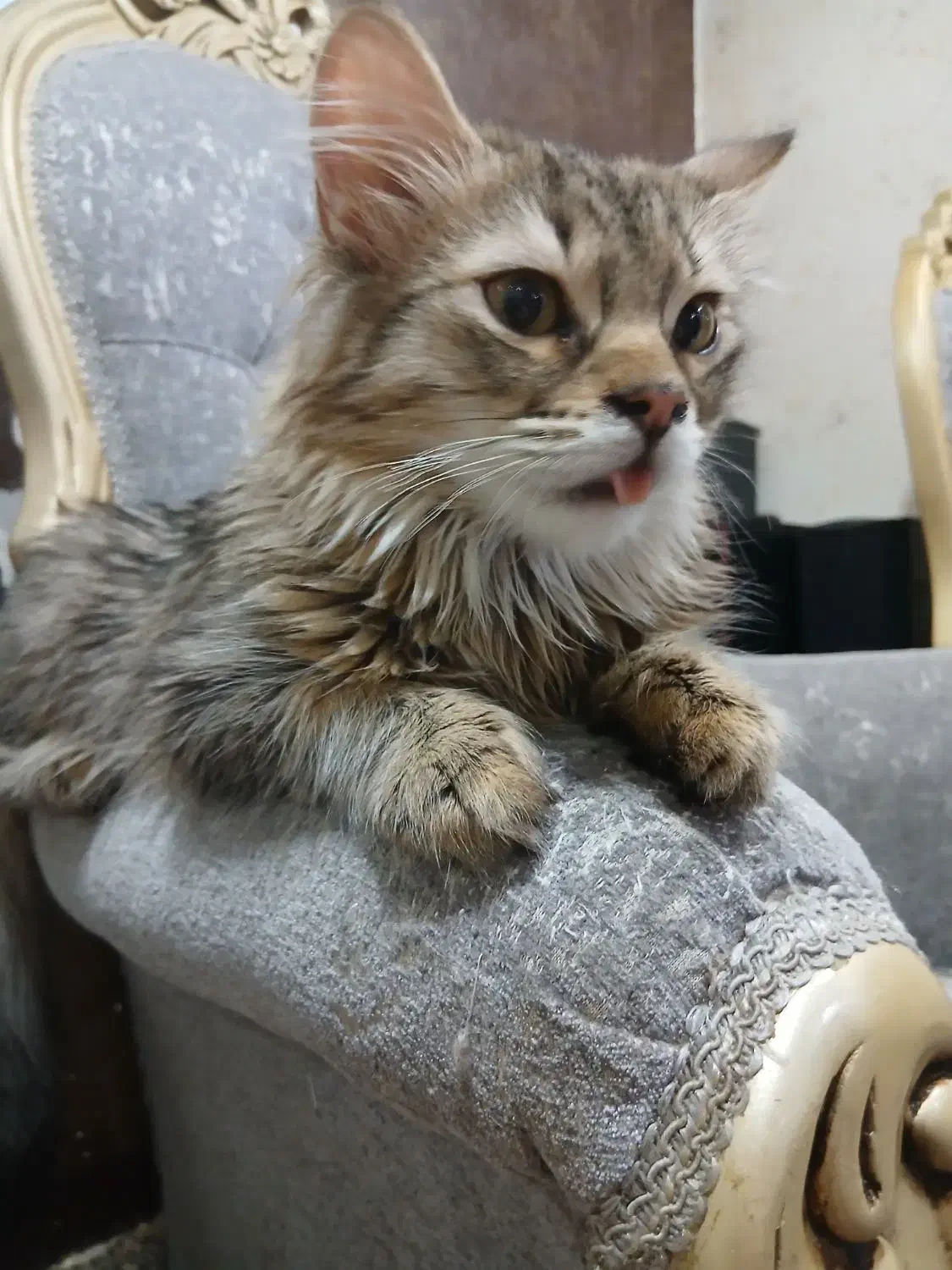 واگذاری فوری،گربه های نژاددارواصیل|گربه|اهواز, کوی جانبازان(دانش)|دیوار