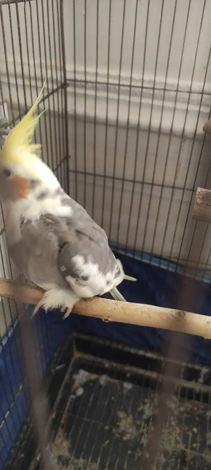 عروس هلندی ماده|پرنده|برازجان, |دیوار