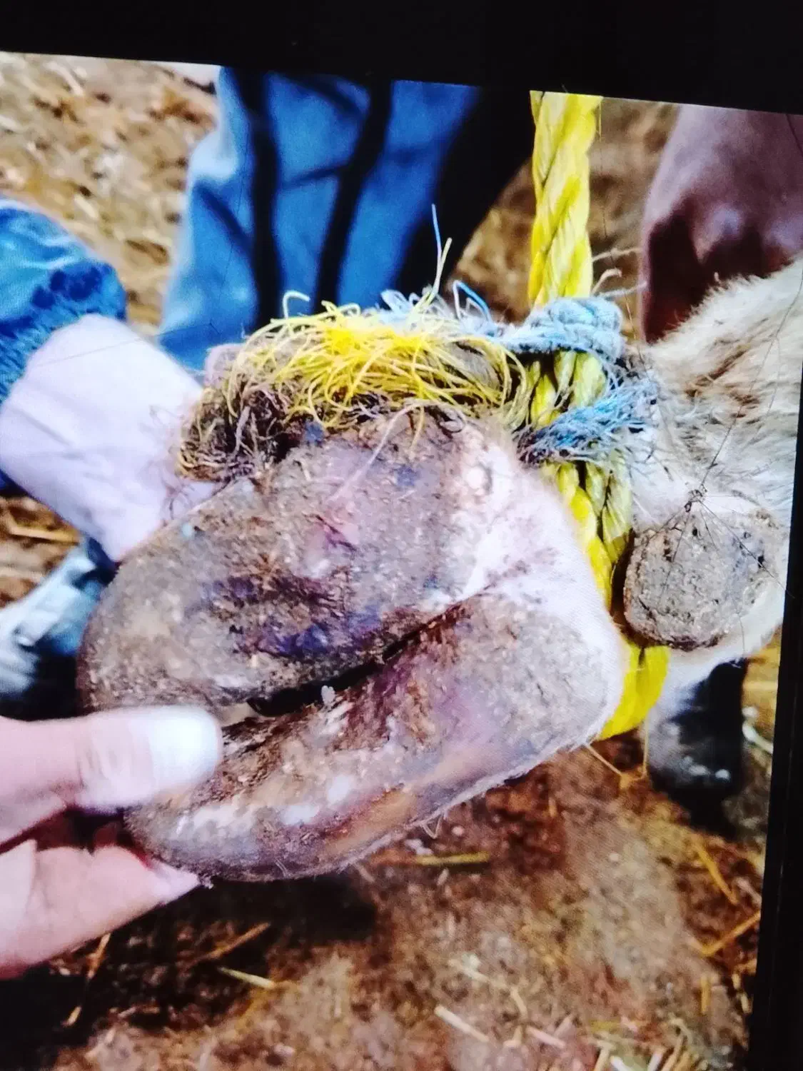 ناخن گیری گاو|خدمات نظافت|نقده, |دیوار