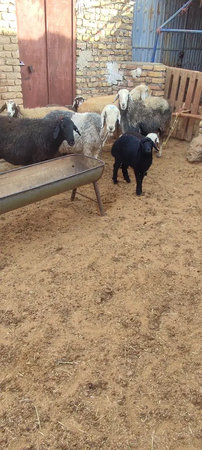 حیوان|حیوانات مزرعه|داران, |دیوار