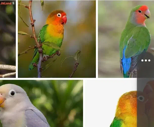 یک عدد کوتوله سبز فیشر|پرنده|قشم, |دیوار