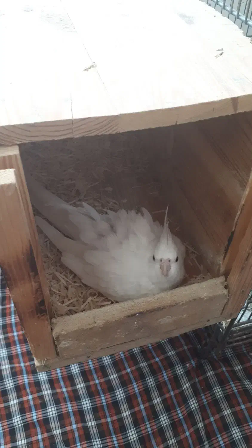 جفت عروس هلندی مولد|پرنده|دهق, |دیوار