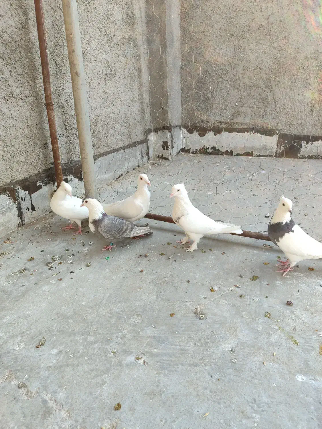 کبوتر|پرنده|شیراز, شهرک گلها|دیوار