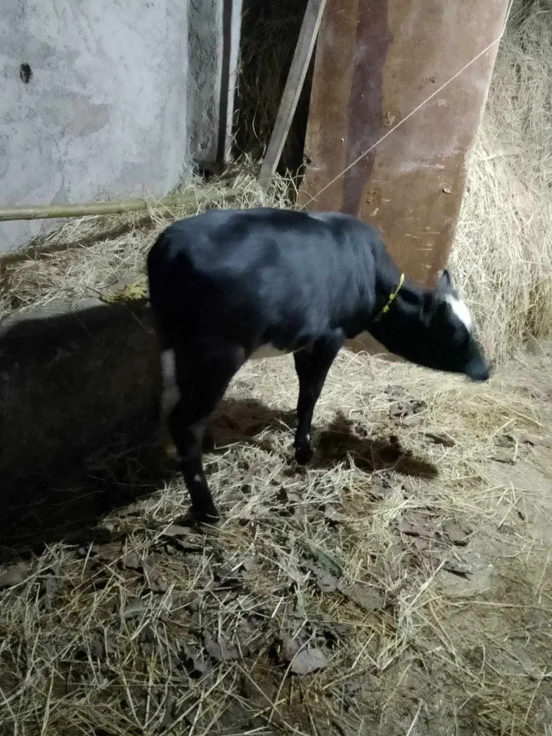 گوساله 8ماهه دورگ محلی|حیوانات مزرعه|رضوانشهر, |دیوار