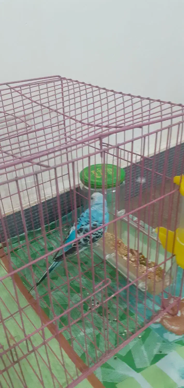 پرنده طوطی عروس کاملا سالم ویک عدد مرغ عشق|پرنده|رشت, معلولین|دیوار