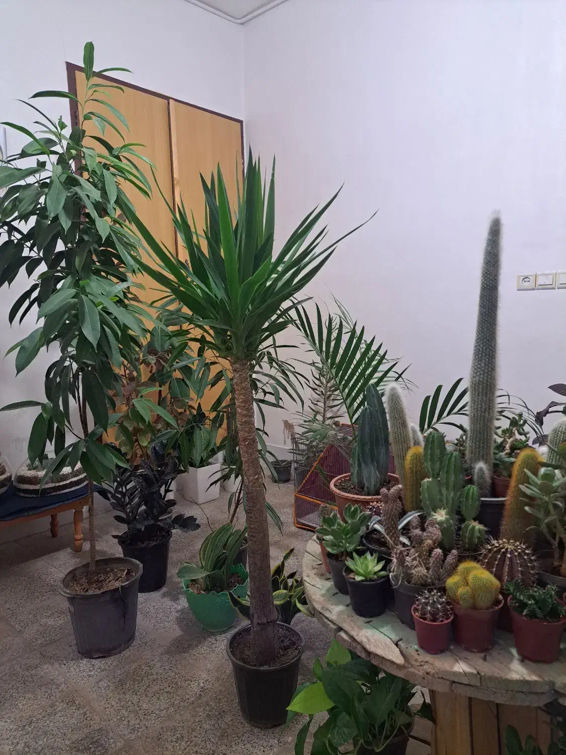 فروش خانگی انواع گل های آپارتمانی|گل و گیاه طبیعی|بیرجند, |دیوار