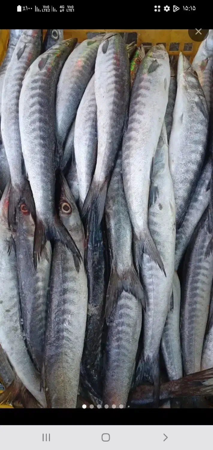 ماهی چنگو تازه رسید|خوردنی و آشامیدنی|فسا, |دیوار