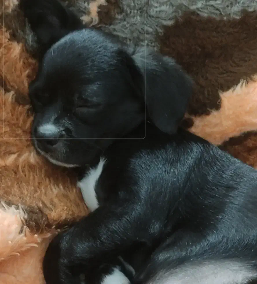 واگذاری سگ اشپتز|سگ|خفر, |دیوار