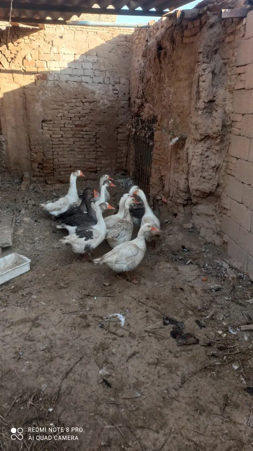 فروش ده عدد غاز یک ساله|حیوانات مزرعه|باشتین, |دیوار