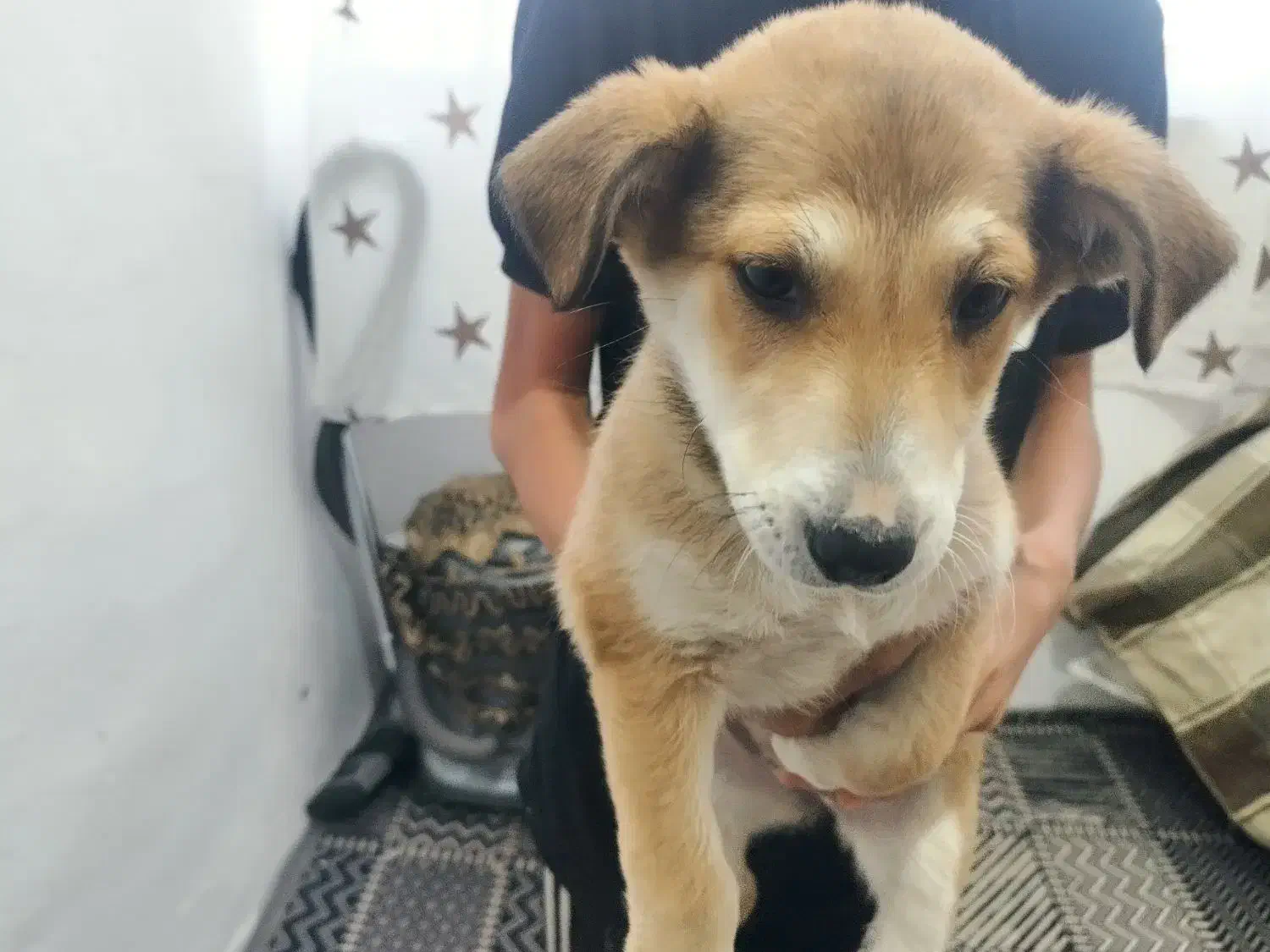 سگ پا کوتاه ماده|سگ|مشهد, سیس‌آباد|دیوار