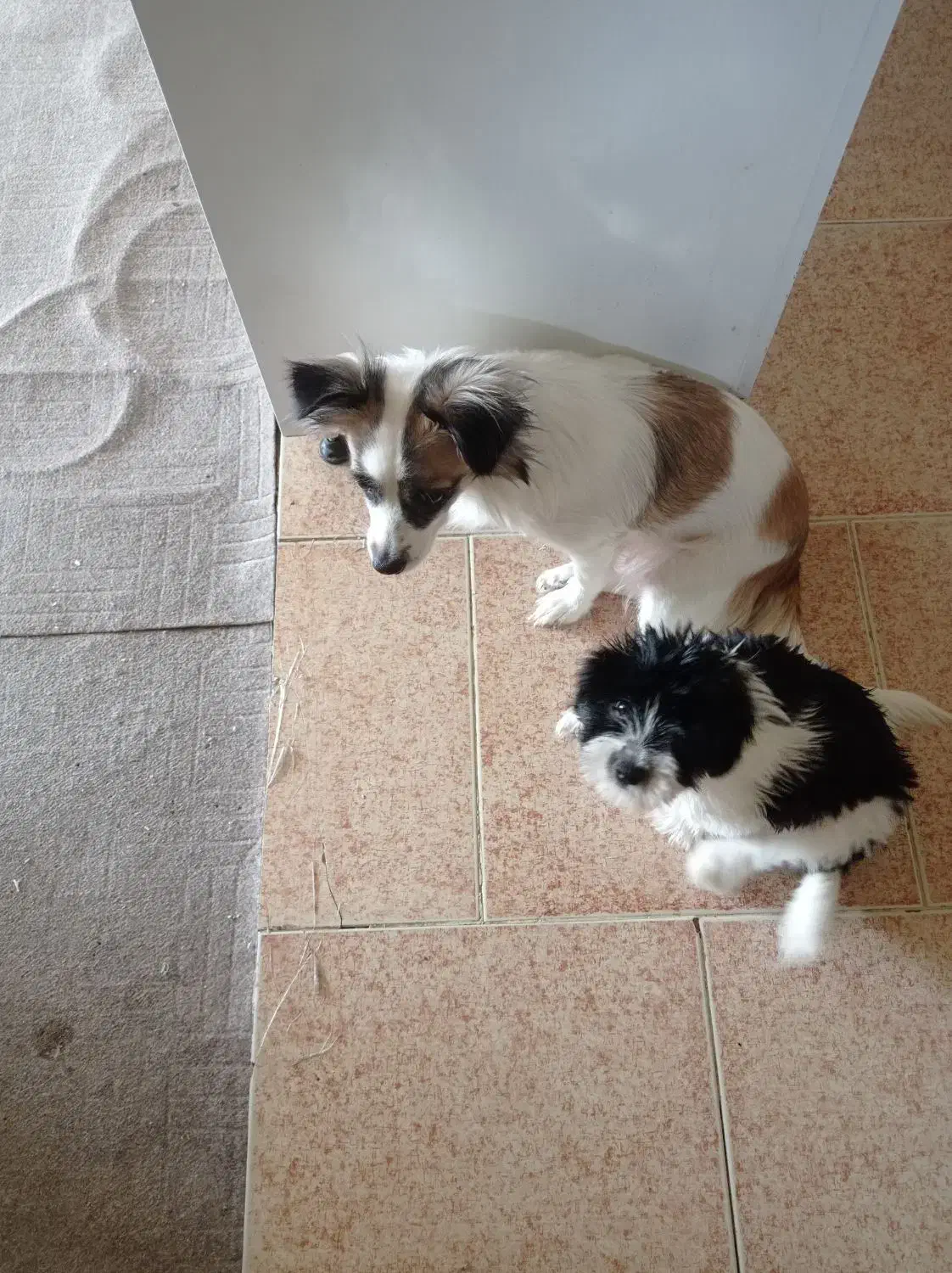 سگ ماده با توله ۵۰روزش|سگ|کرمانشاه, |دیوار