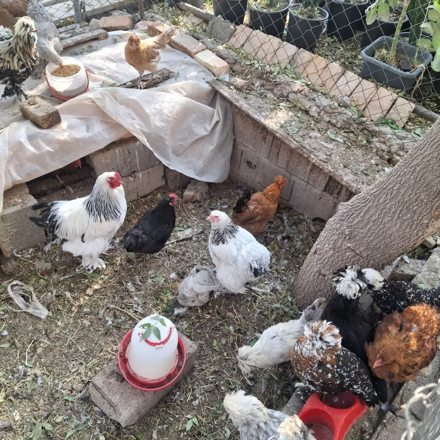 مرغ و خروس برهما بالغ|حیوانات مزرعه|پاکدشت, پاکدشت (مامازند)|دیوار