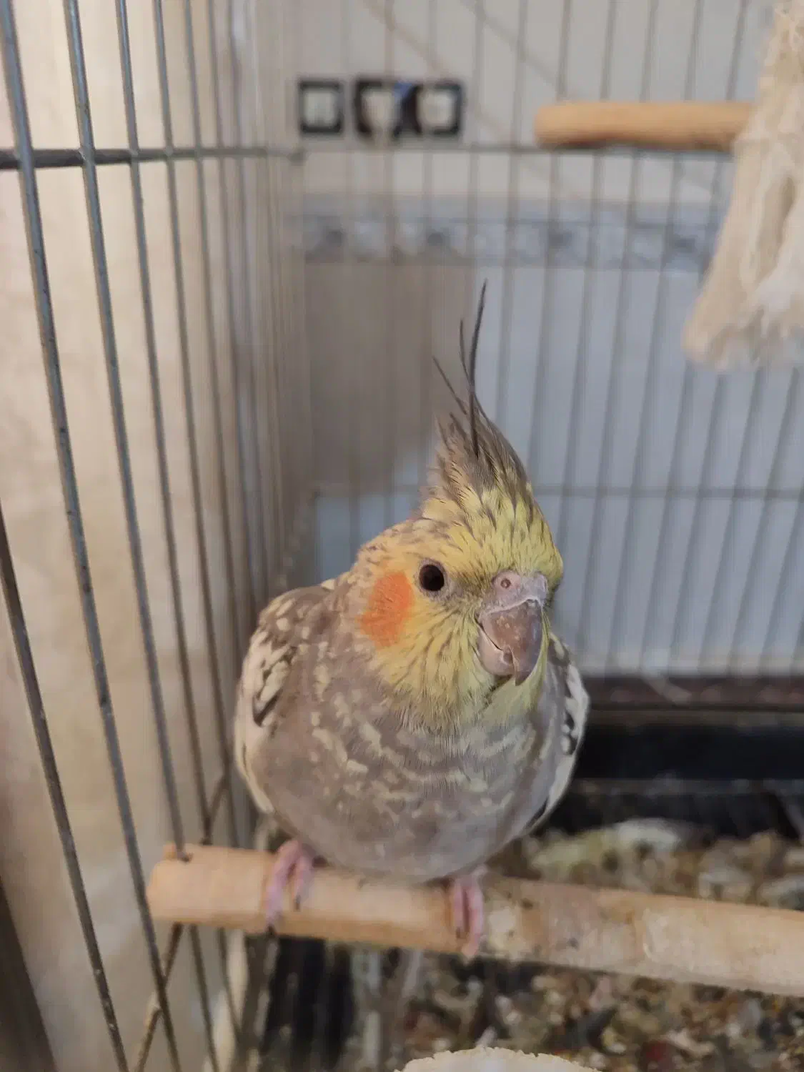 عروس هلندی جفت خرده مولد|پرنده|نسیمشهر, |دیوار