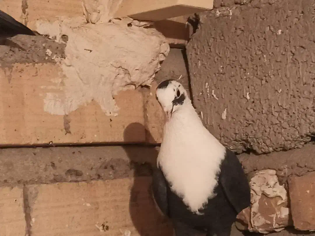 پامپ|پرنده|میان جلگه, |دیوار