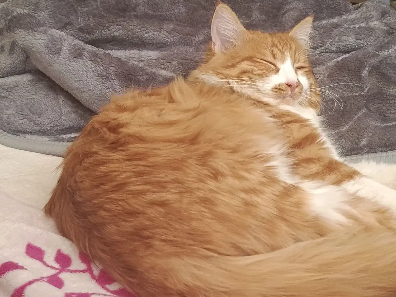 گربه خونگی|گربه|شیراز, خلیلی|دیوار