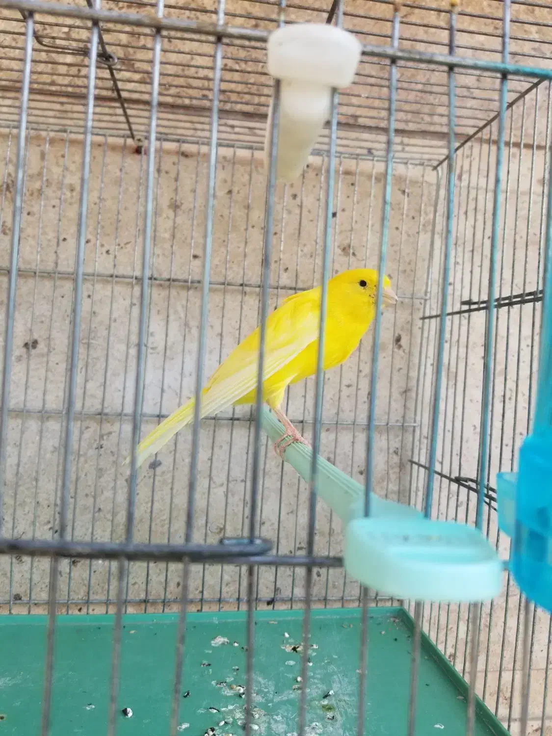 قناری سوپر|پرنده|شیراز, شهرک بهار|دیوار