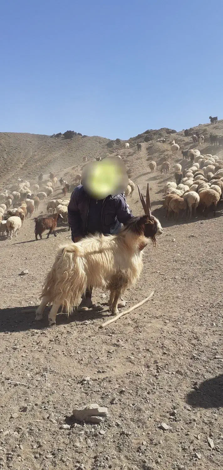 نربز.تکشاد.شاخ راست|حیوانات مزرعه|تربت جام, میان جام|دیوار