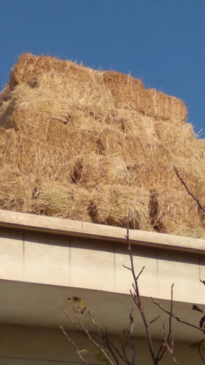 فروش۳۹۵ بسته پرس یونجه پشدوره|خدمات باغبانی و درختکاری|سراب, |دیوار