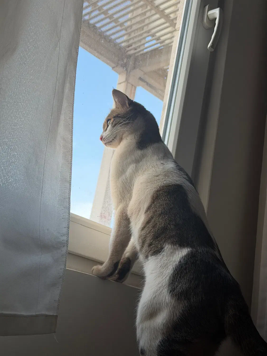 گربه|گربه|اراک, |دیوار