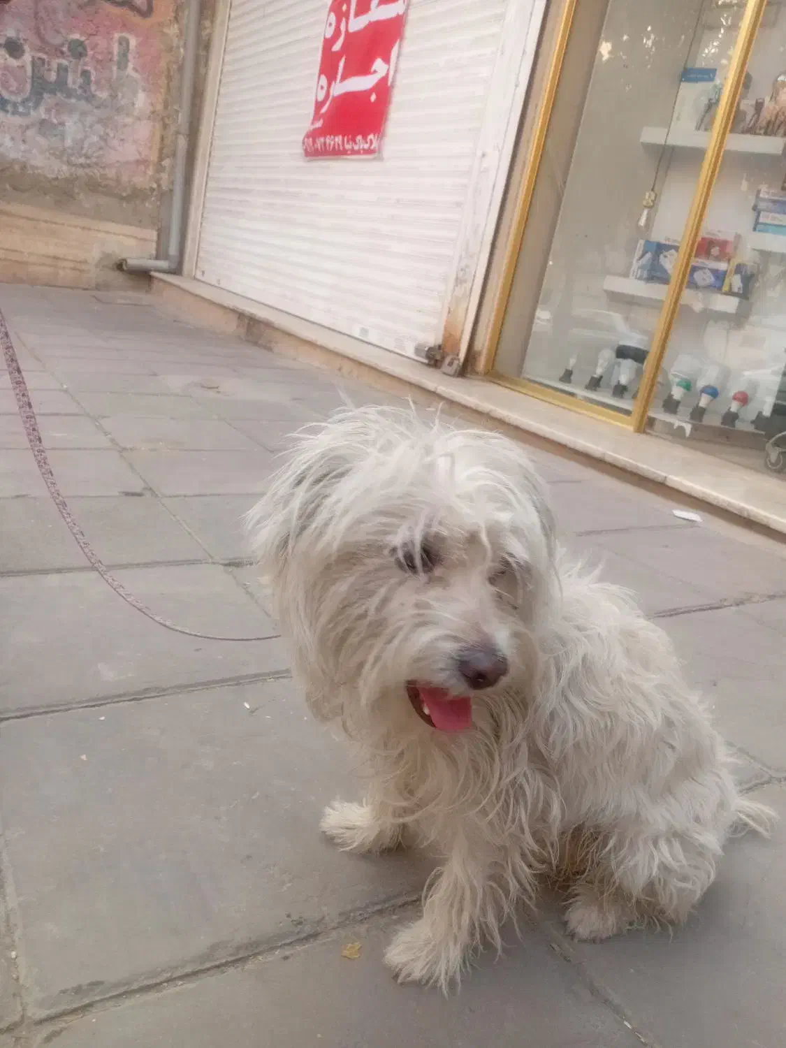 واگذاری سگ|سگ|کرج, باغستان|دیوار