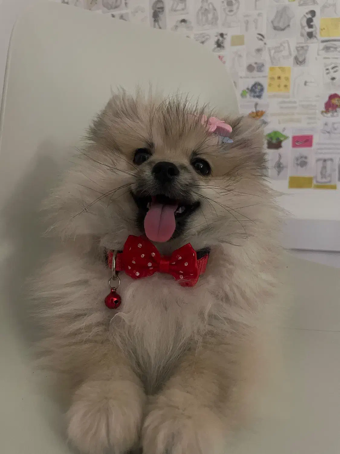 واگذاری سگ پامر|سگ|رشت, پل تالشان|دیوار