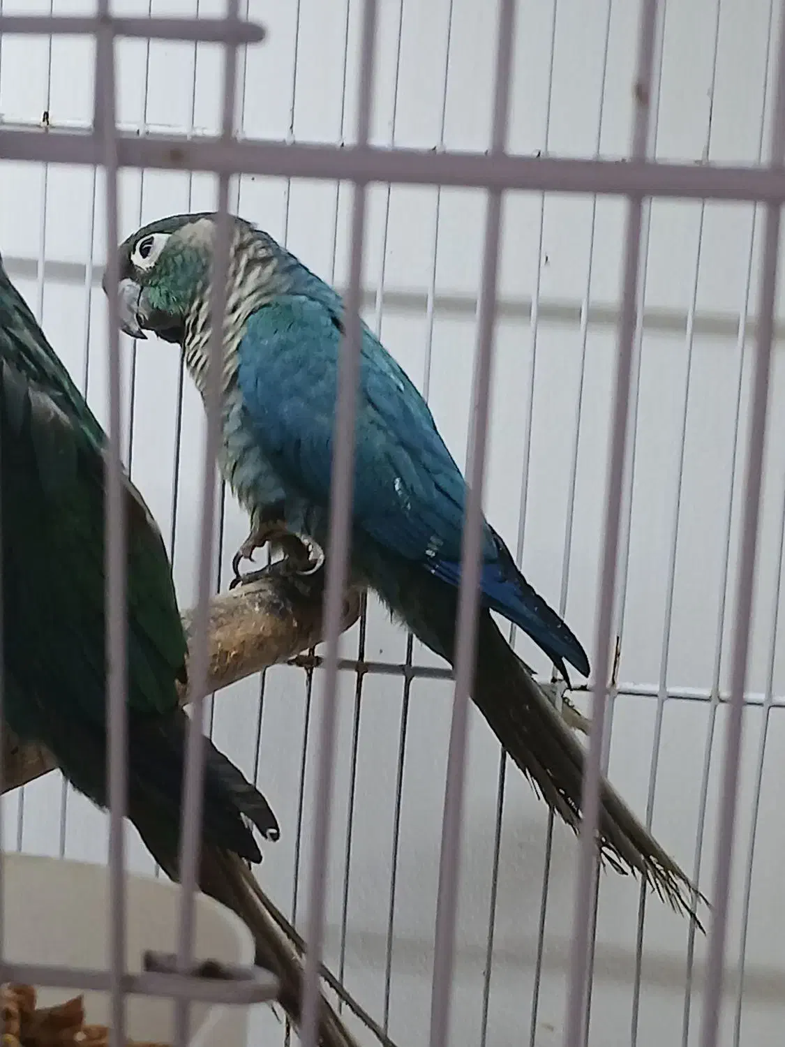 گرینچیک تراکویس واناناسی|پرنده|بندرعباس, |دیوار