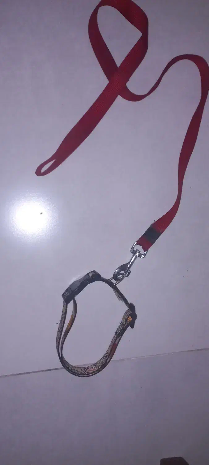 قلاده سگ|لوازم جانبی حیوانات|کرج, کرج نو|دیوار