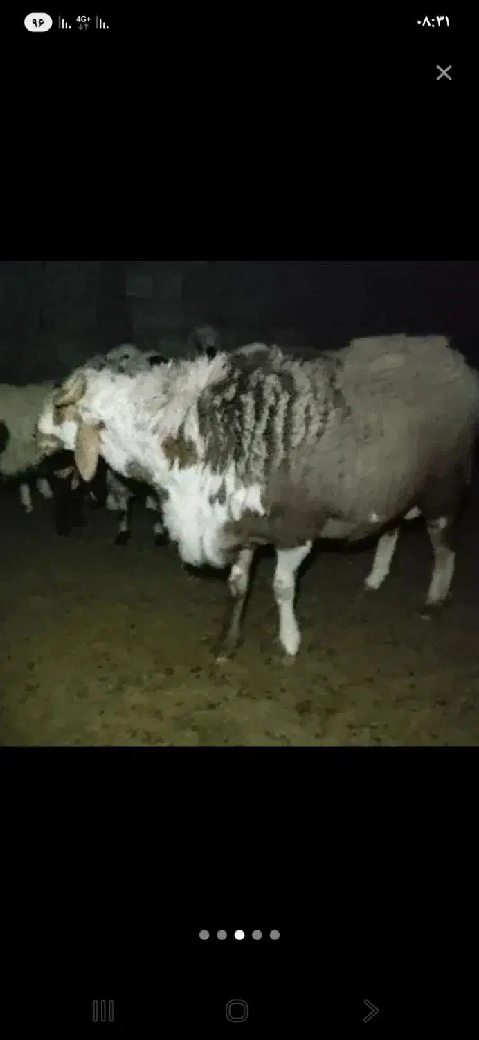 قوچ|حیوانات مزرعه|خاش, |دیوار