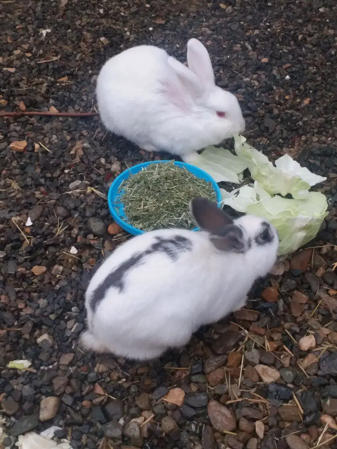 خرگوش|موش و خرگوش|سنقر, |دیوار