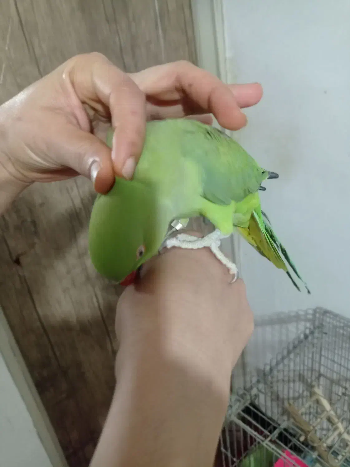 طوطی ملنگو حلقه پا ماده مست مست|پرنده|چهاردانگه (تهران), |دیوار