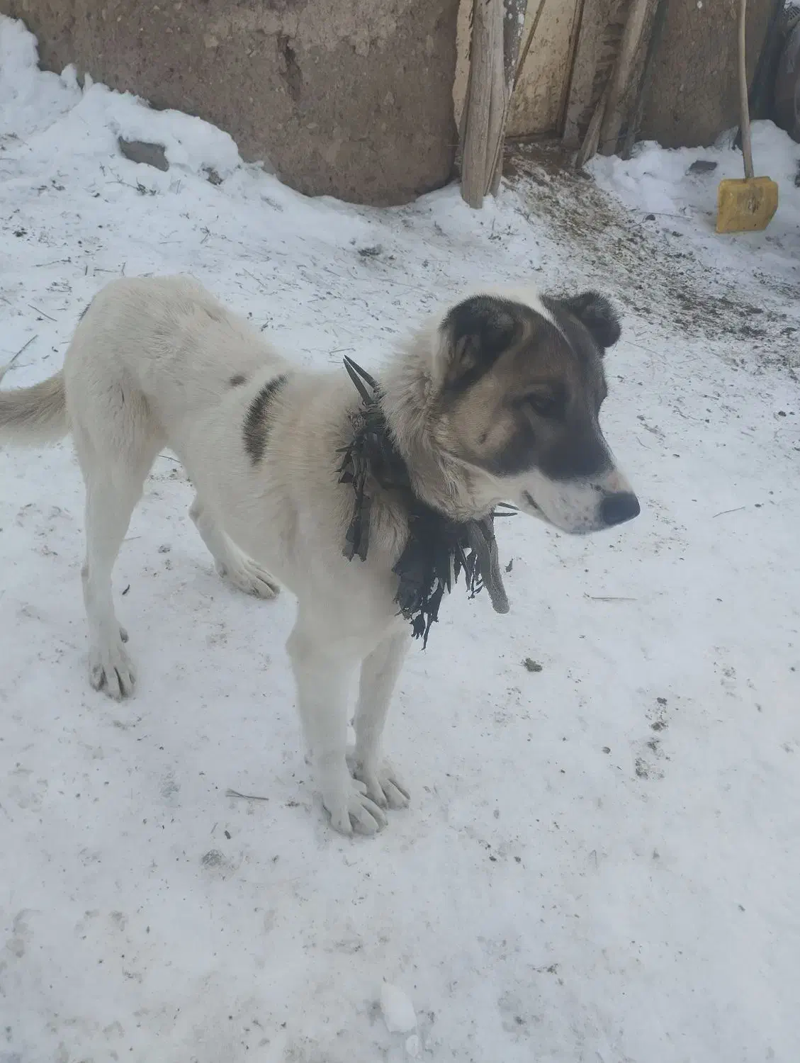 واگذاری سگ|سگ|صومای برادوست, |دیوار