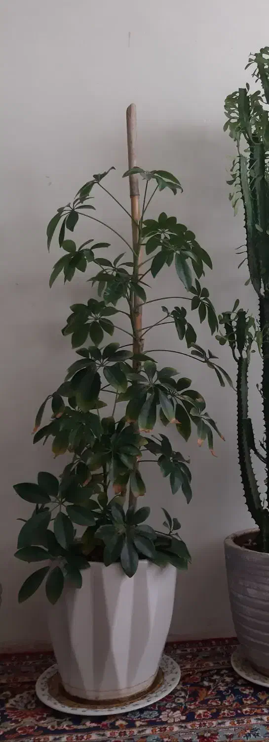 گل وگیاه|گل و گیاه طبیعی|سرپل ذهاب, |دیوار