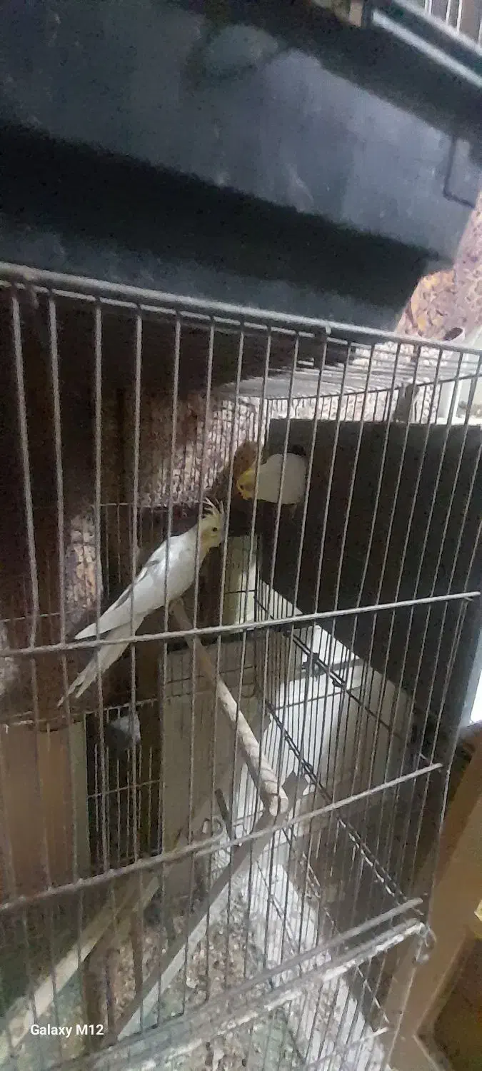 ۳جفت عروس با۲تانرتک|پرنده|قنوات, |دیوار