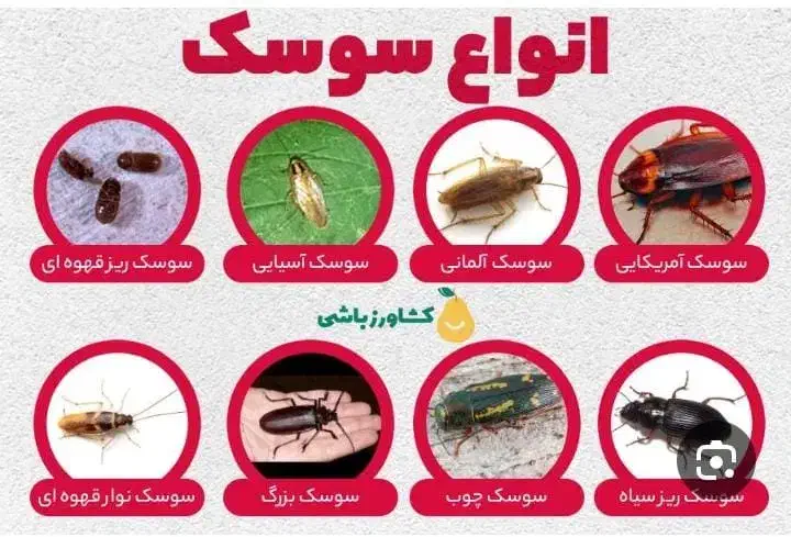 سمپاشی منزل و باغشهری|خدمات نظافت|صدرا-فارس, فاز ۲|دیوار