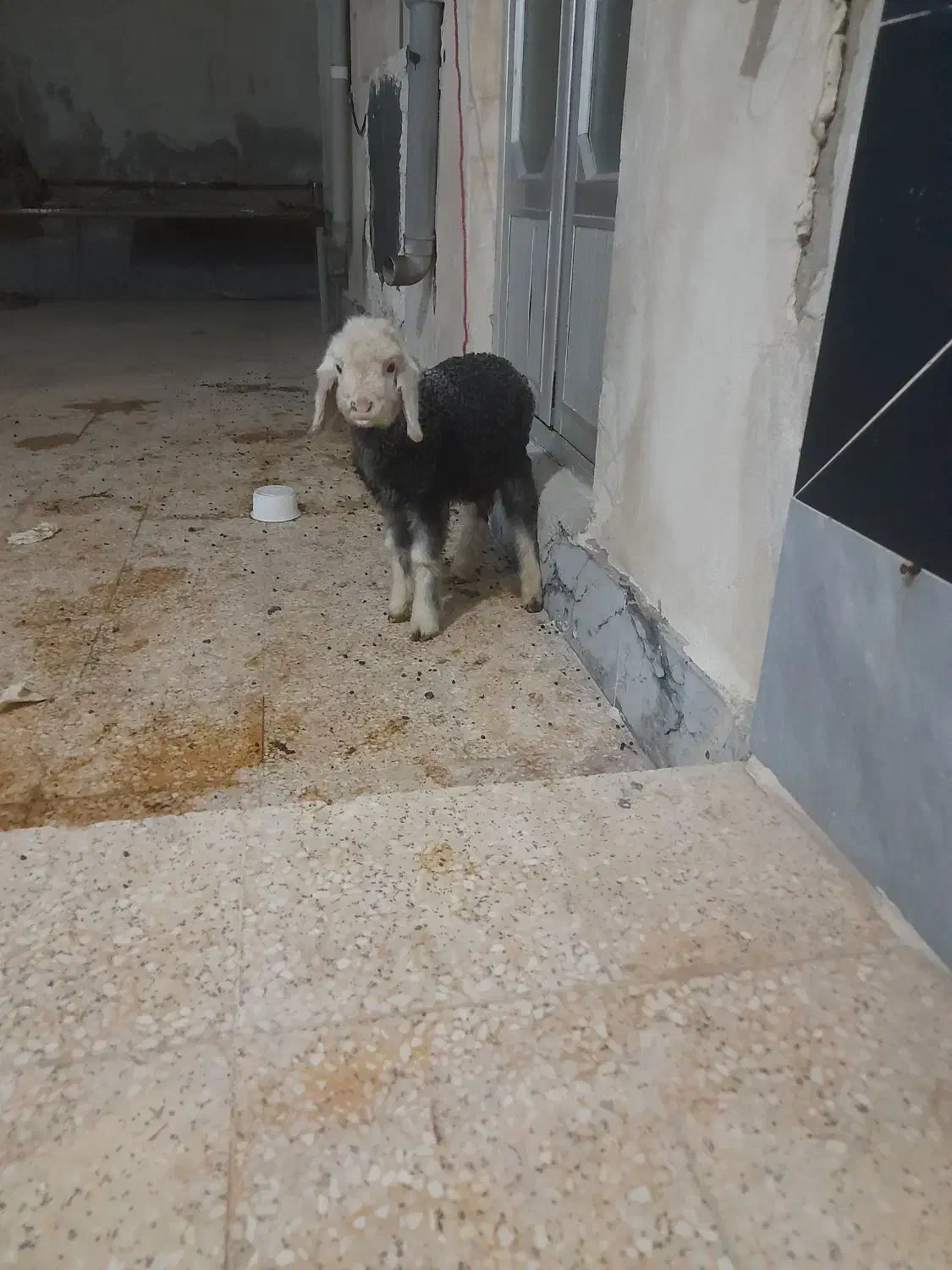 بره نر|حیوانات مزرعه|دیلم, |دیوار