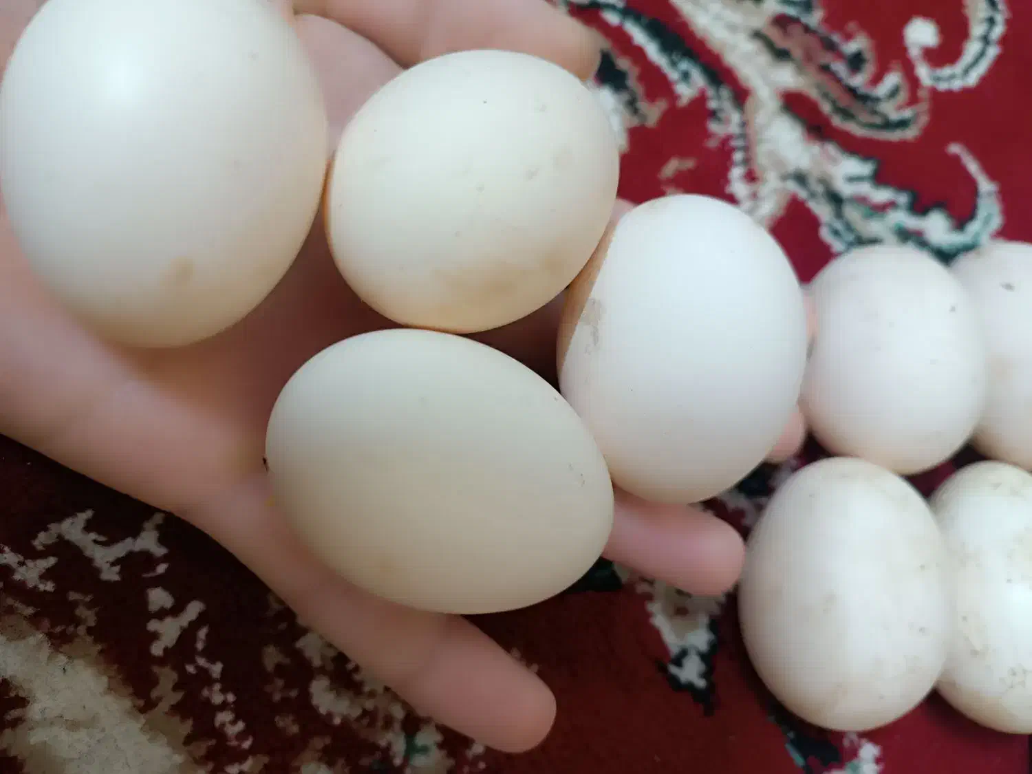 تخم مرغ گلین و امروک نطفه دار|حیوانات مزرعه|فاضل آباد, |دیوار