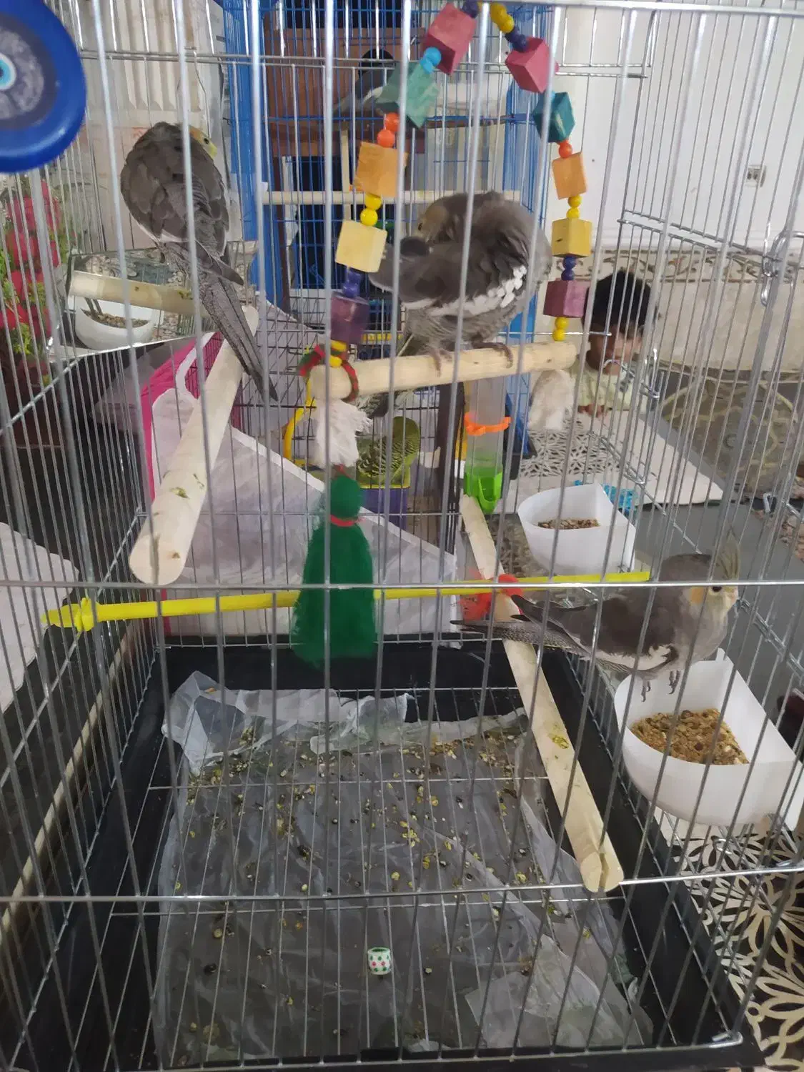 عروس اصیل رام مولد|پرنده|ایرانشهر, |دیوار