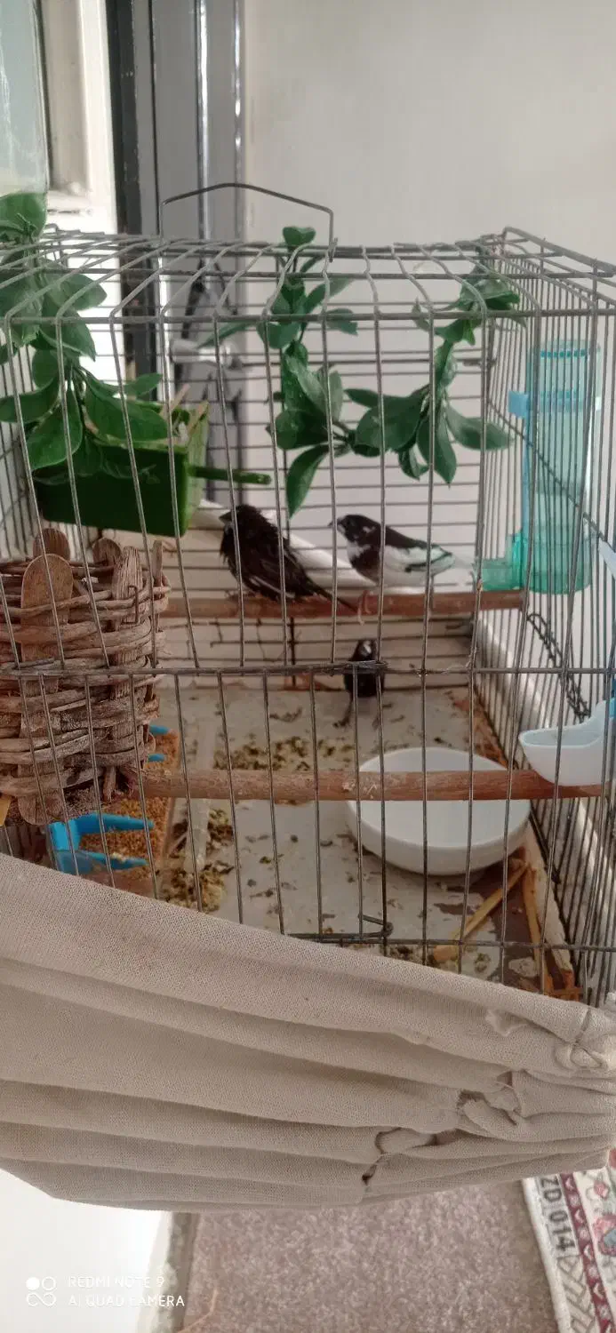 فنج بنگالی 500|پرنده|قرچک, زیبا شهر|دیوار