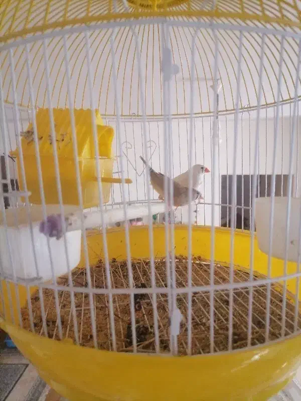 فنچ نرو ماده|پرنده|بومهن, |دیوار