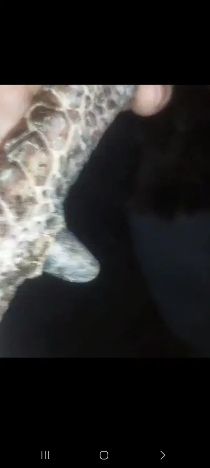 بوقلمون خرت ۲ساله|حیوانات مزرعه|سقز, |دیوار