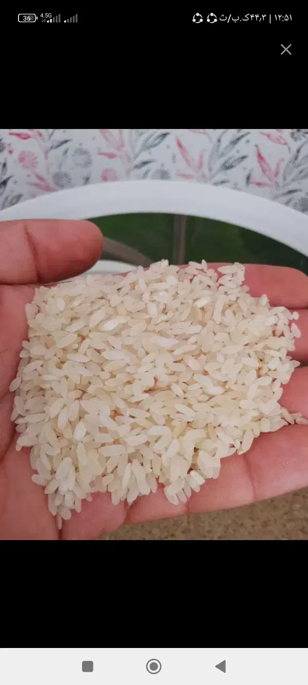 خورده کامفیروزی|خوردنی و آشامیدنی|شیراز, مسلم|دیوار