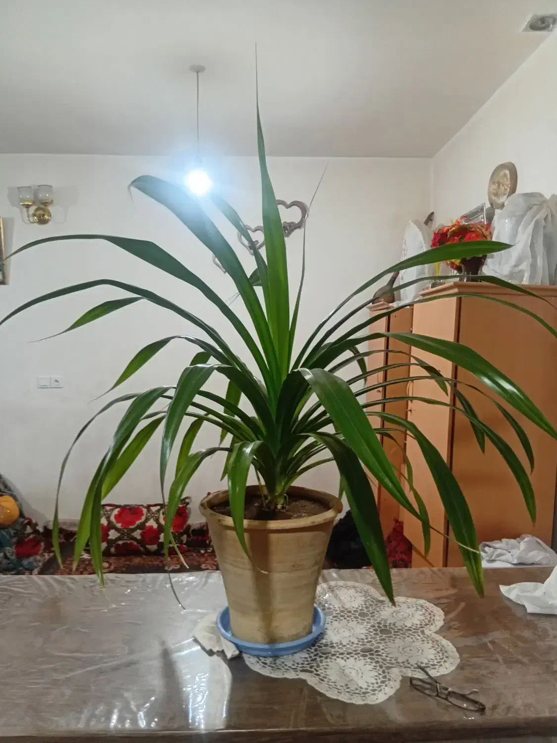گل  خانگی|گل و گیاه طبیعی|آذرشهر, |دیوار